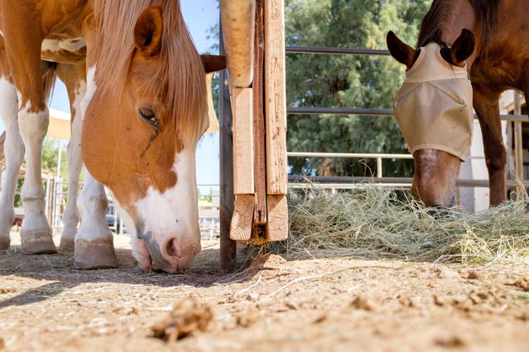 Ranch gives horses a second chance Arizona eastvalleytribune com
