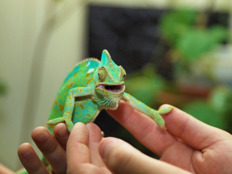 Meet Critters That Slither At Petco Reptile Rally Events Eastvalleytribune Com,Fried Dumplings