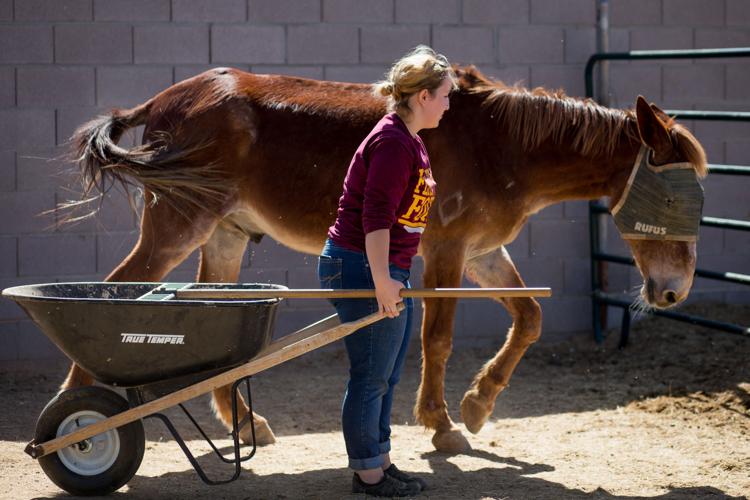 Ranch gives horses a second chance Arizona eastvalleytribune com