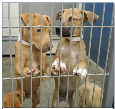 Maricopa County shelters need homes for 500 cats and dogs | Phoenix & The  Valley of the Sun 