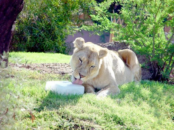 Phoenix Zoo's Winter in July has an ice time for animals, visitors | Get  Out 