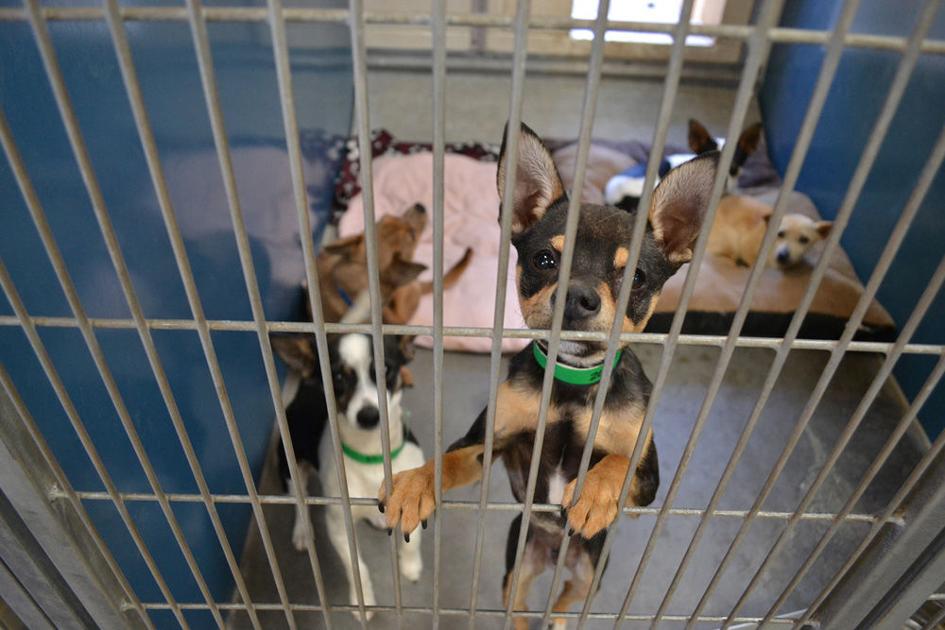 Maricopa County to close Mesa animal shelter at Loop 101 and Rio Salado