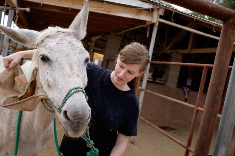 Ranch gives horses a second chance Arizona eastvalleytribune com