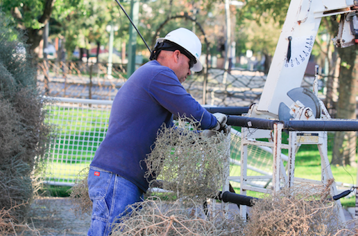 tumbleweeds take shape in iconic chandler christmas tree news tumbleweeds attached to chicken wire in a cone shape make up the iconic chandler tree