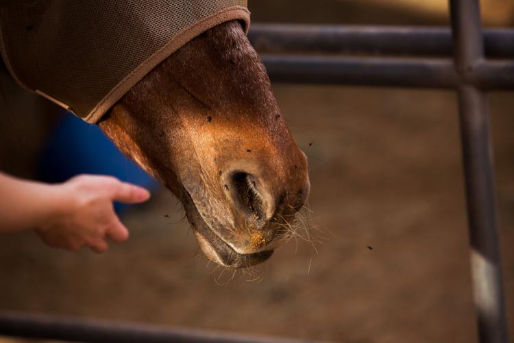 Ranch gives horses a second chance Arizona eastvalleytribune com