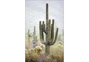 The mystical giant saguaro is not to be trifled with 