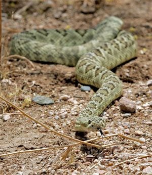 Fatal rattlesnake attacks on the rise in Arizona | News ...