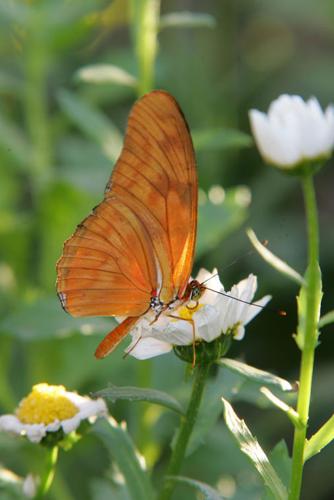 Free admission May 10 to Desert Botanical Garden | Events ...