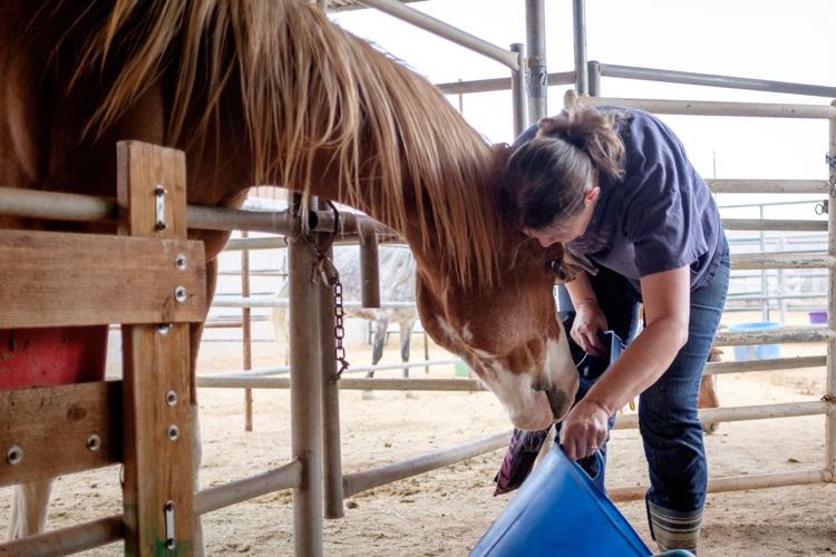 Ranch gives horses a second chance Arizona eastvalleytribune com