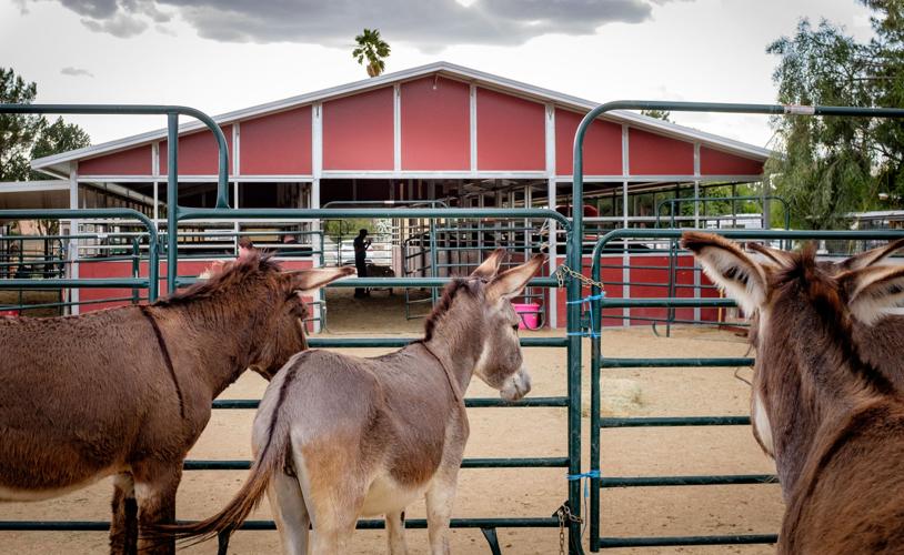 Ranch gives horses a second chance Arizona eastvalleytribune com