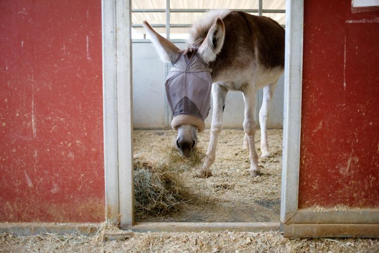 Ranch gives horses a second chance Arizona eastvalleytribune com