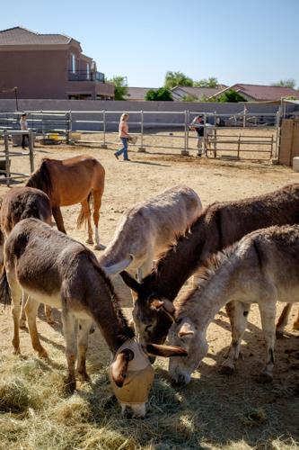 Ranch gives horses a second chance Arizona eastvalleytribune com