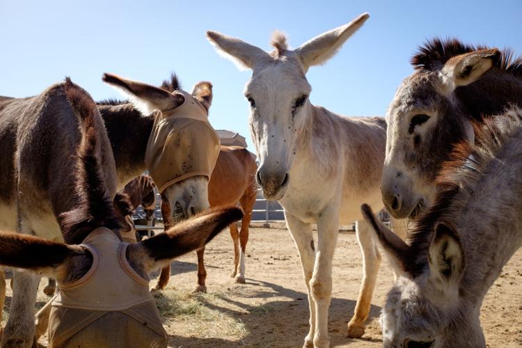 Ranch gives horses a second chance Arizona eastvalleytribune com
