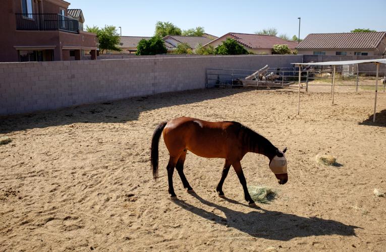 Ranch gives horses a second chance Arizona eastvalleytribune com