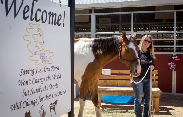 Ranch gives horses a second chance Arizona eastvalleytribune com