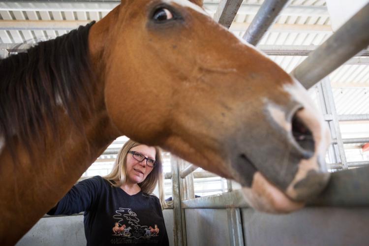 Ranch gives horses a second chance Arizona eastvalleytribune com