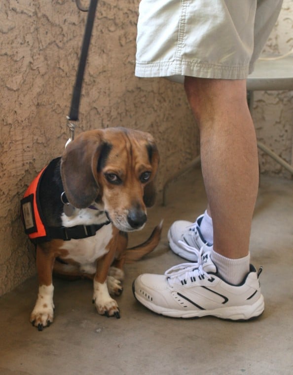 beagle service dog