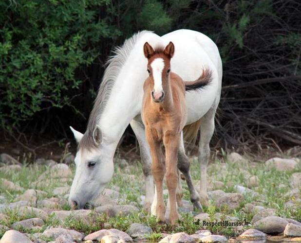 Wild Horse`s Valley © – Freedom for horses