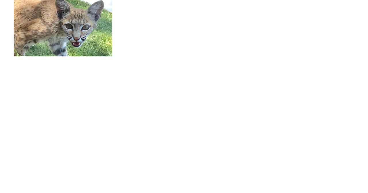Bobcats aiming to make a backyard a home - Vimarsana News