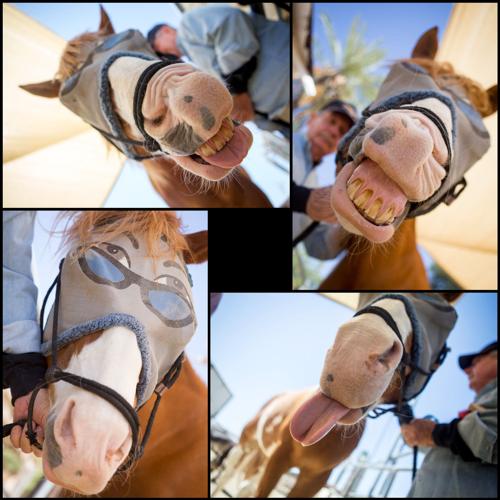 Ranch gives horses a second chance Arizona eastvalleytribune com