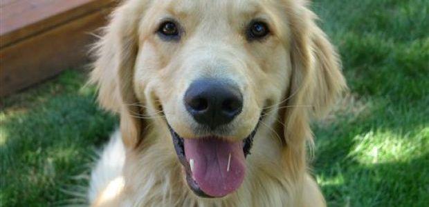 Golden Retrievers Key To Lifetime Dog Cancer Study Pets Eastvalleytribune Com