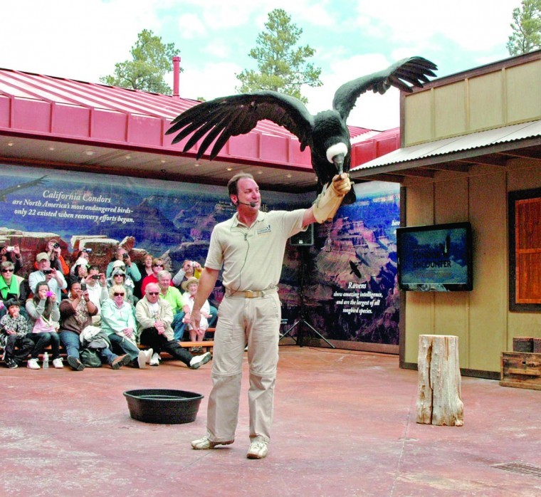 condor size compared human