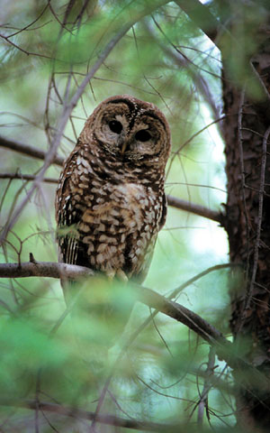 Federal appeals court upholds ruling on critical habitat for Mexican spotted owl | Arizona ...