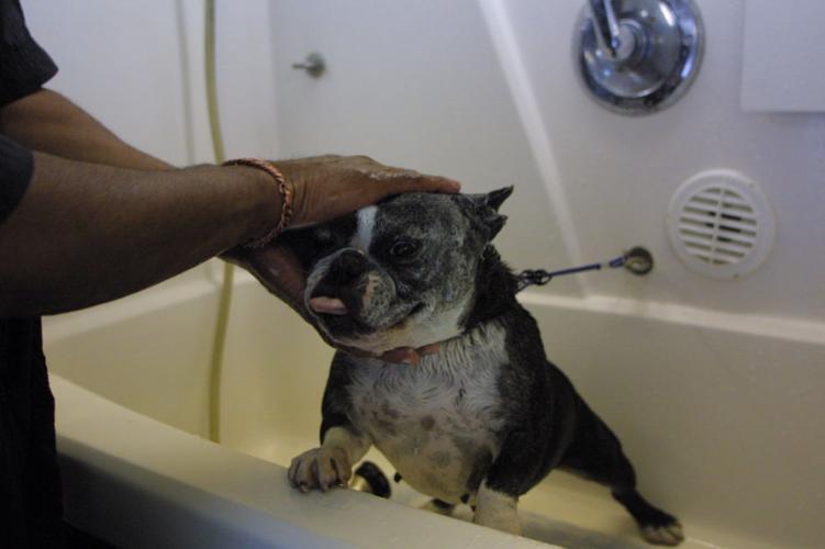 Gilbert resident finds ‘perfect occupation’ as traveling dog groomer