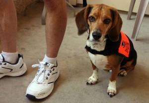 beagle service dog recovers from pit