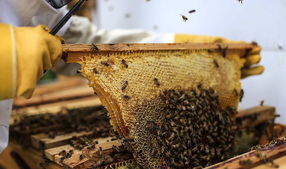 www. - Beekeeping Advice, Best Arizona Honey