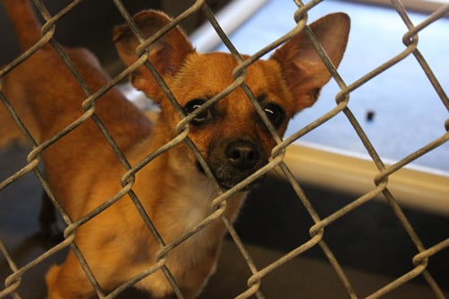 County shelter reduces adoption fees to help Chihuahuas find homes | East  Valley Local News 