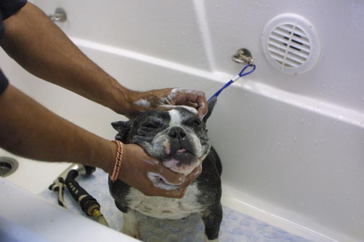 Gilbert resident finds ‘perfect occupation’ as traveling dog groomer