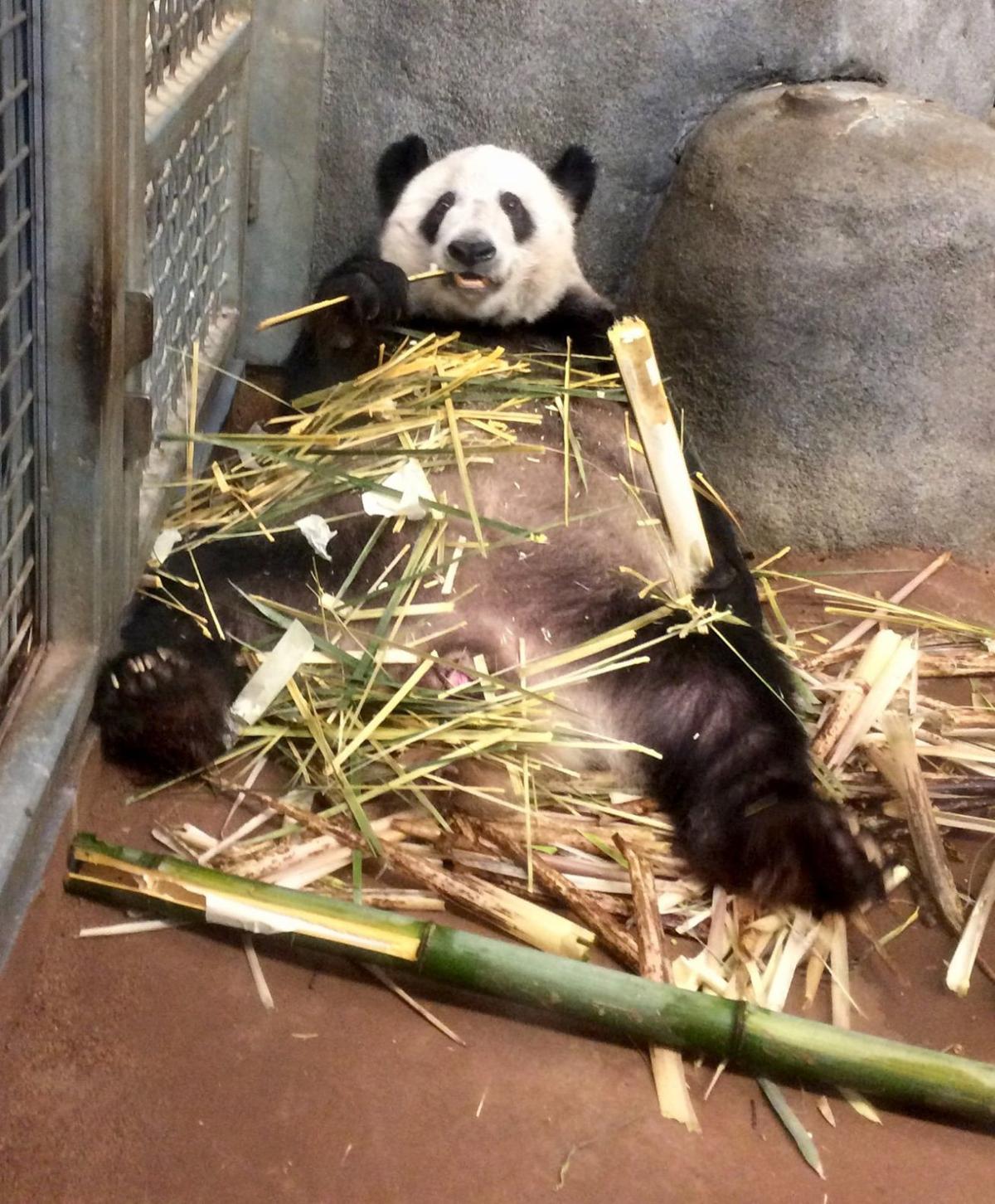 Memphis Zoo Giant pandas, bonobos, Bengal tigers and more to see