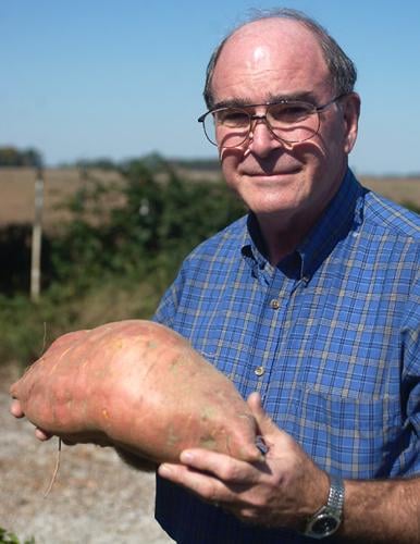 Indiana garden grows 8-pound sweet potato | Archives |  
