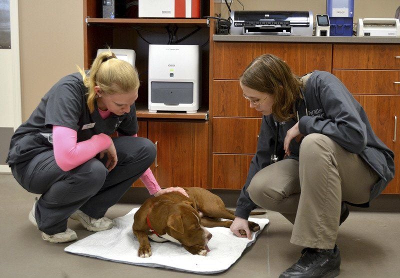 Locally Owned: New veterinary clinic caters to pets ...