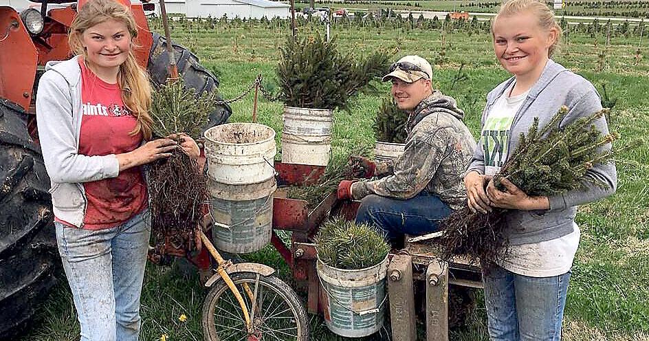 Christmas tree farm expects busy season after record year | News ...