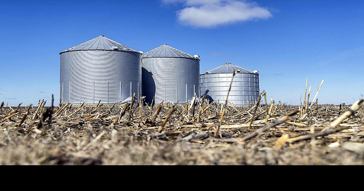 USDA projects big bump for corn plantings News