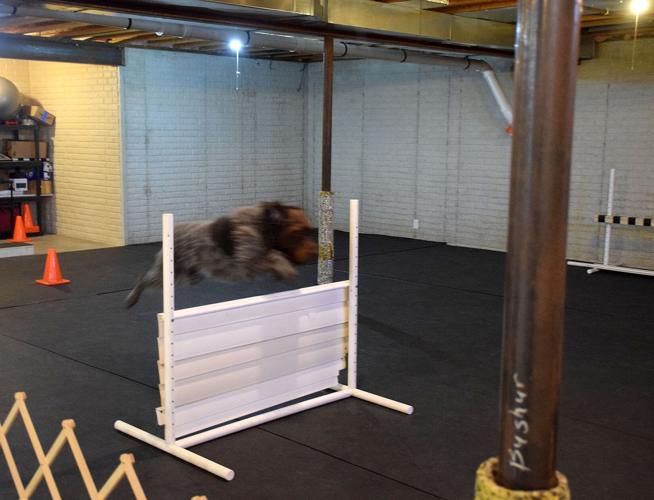 Local trainer’s dog receives awards at national event Local News