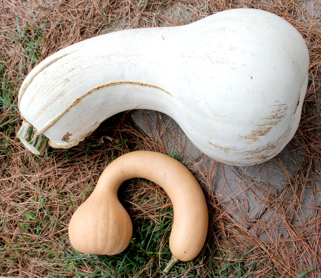 Family grows supersized squash Local News