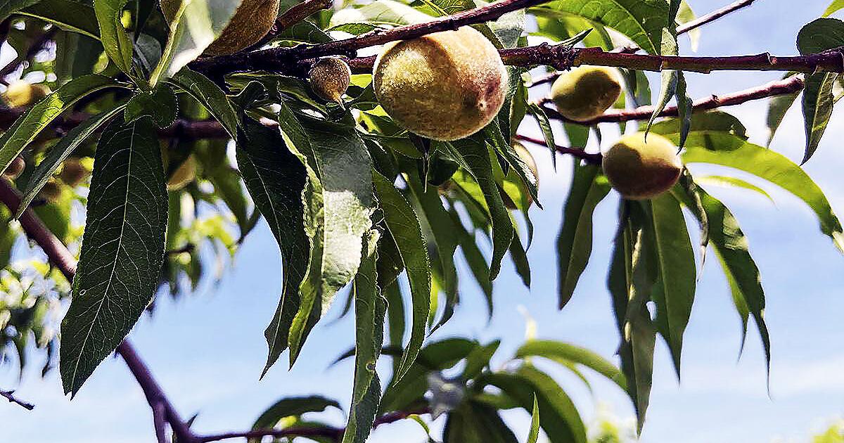 Peach output looks to be variable again this season - Vimarsana News