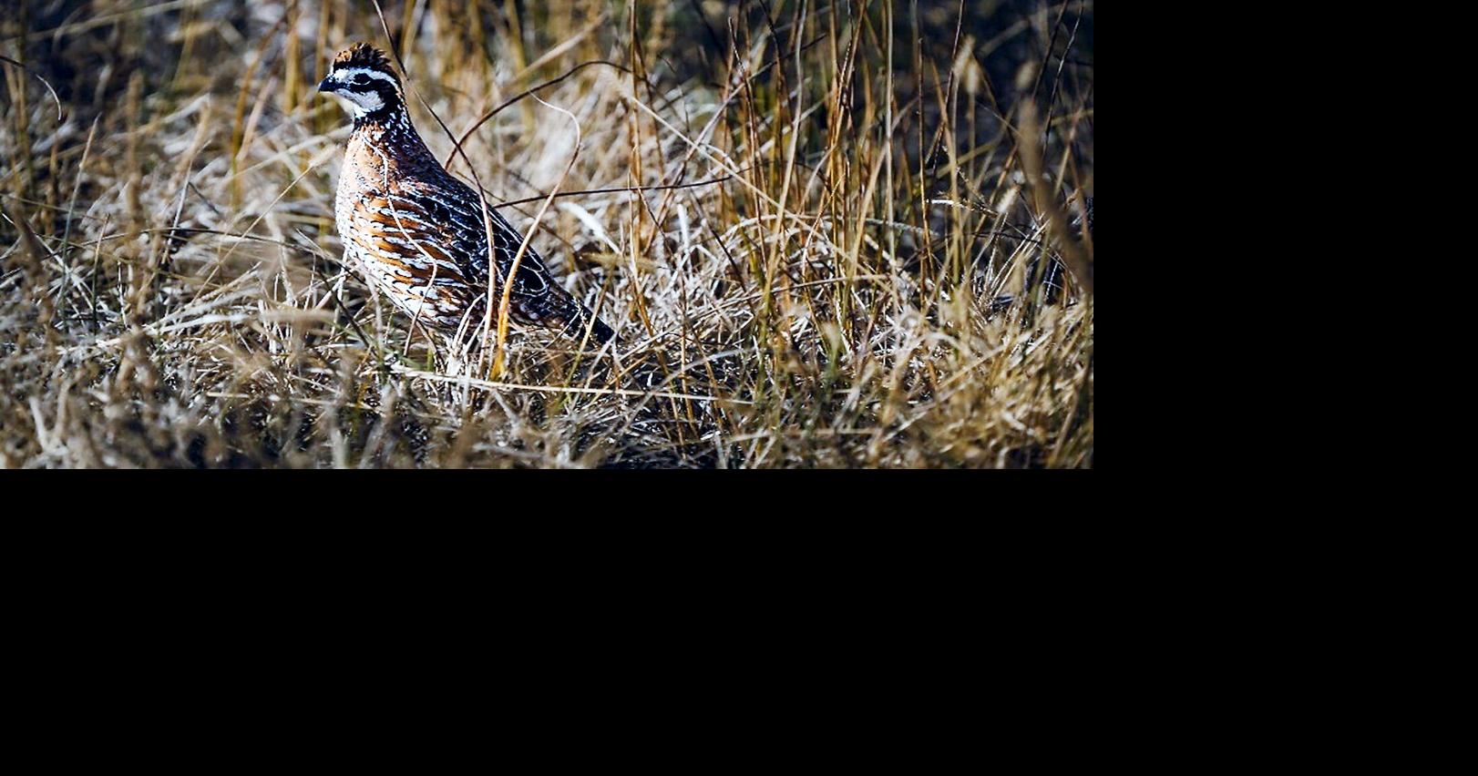 USDA launches new bobwhite conservation pilot in Illinois News