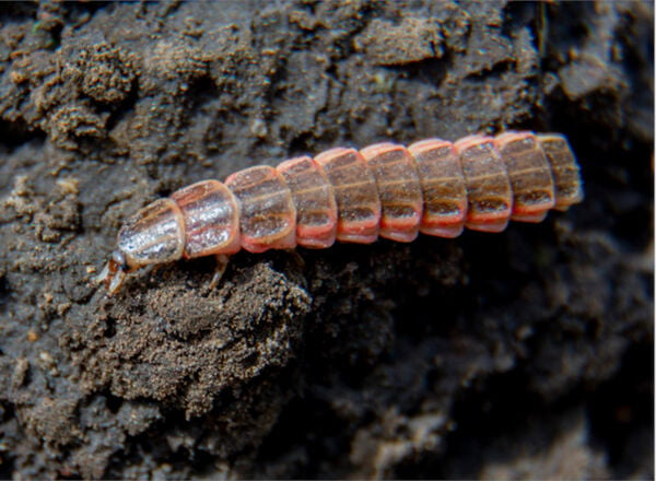 climate-change-threatens-overall-firefly-populations-study-shows-but