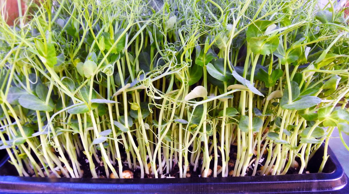 Microgreens A Tiny Nutritional Easy To Grow Crop All Year 2019 Farm Fair Effinghamdailynews Com