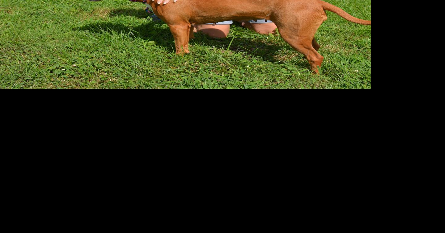 Humane Society struggles with severe volunteer shortage Local News