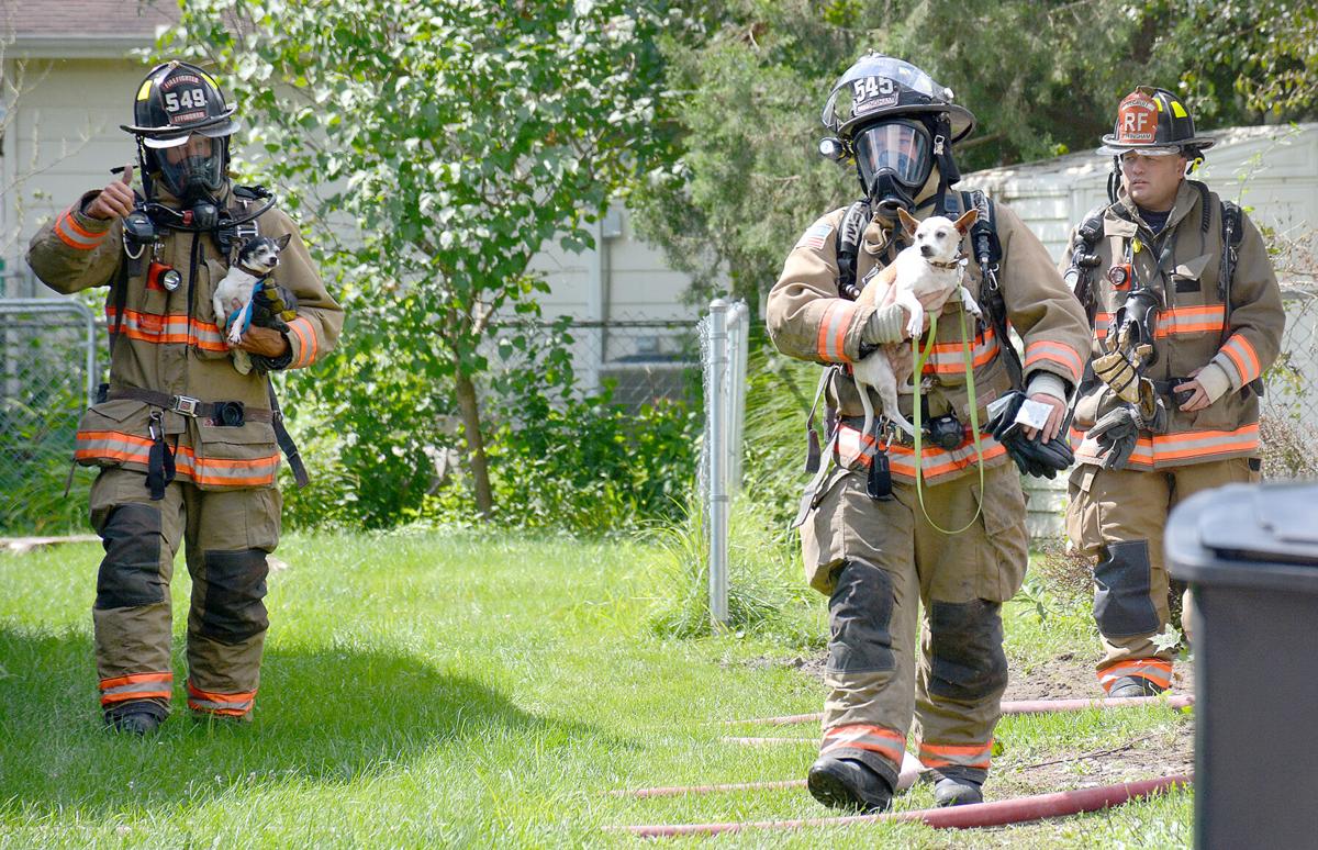 Dogs rescued from Effingham home fire Local News