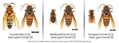 It's big, but it's not a murder hornet: How to identify large ...