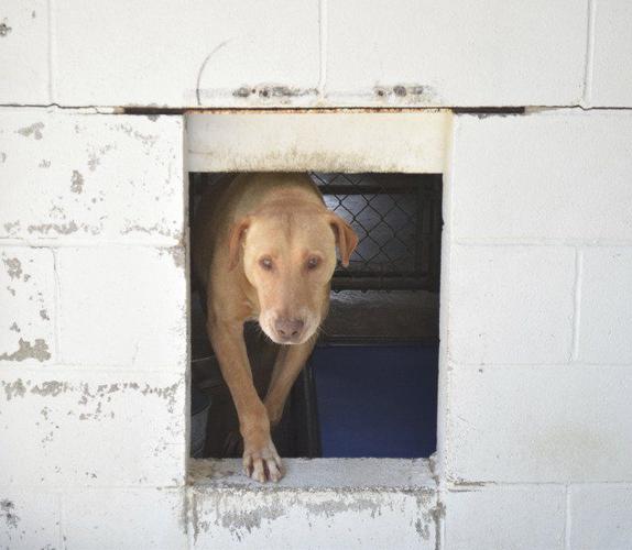 What to do with unwanted pets? County discusses fee, other options