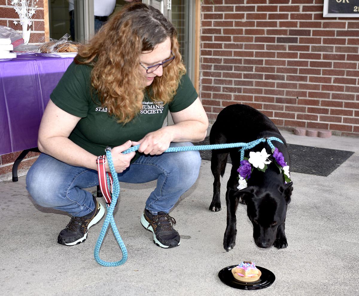 A home for Charis; dog gets party and adopted after year at Humane