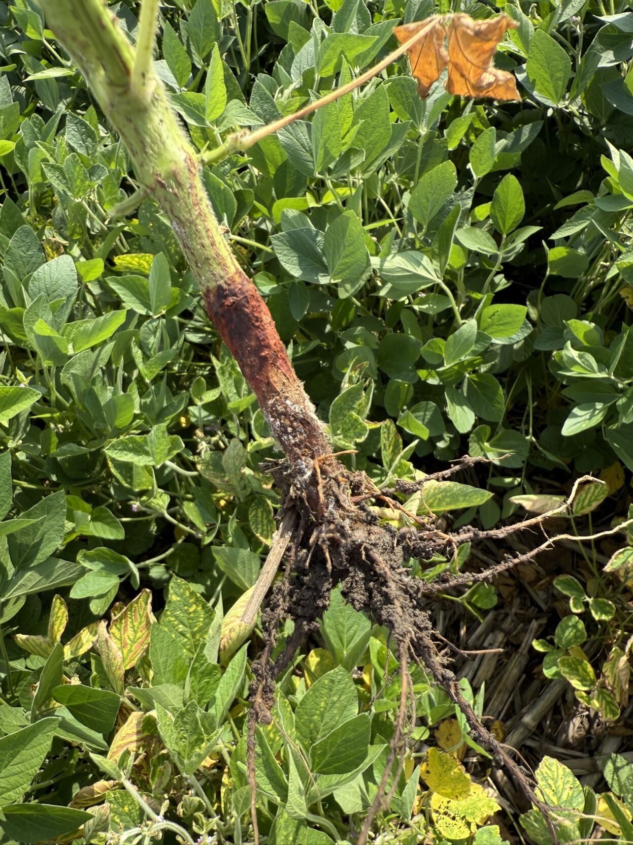 What is red crown rot? Illinois expert explains emerging soybean ...