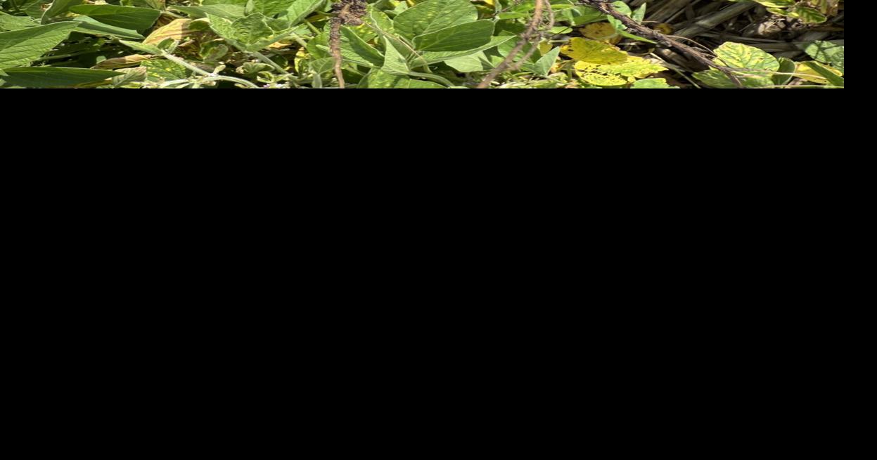 What is red crown rot? Illinois expert explains emerging soybean ...